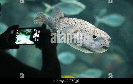 St. Louis, United States. 15th July, 2021. Eugene, The Porcupine Puffer, poses for a photograph while swimming in his tank at St. Louis Aquarium at Union Station in St. Louis on Thursday, July 15, 2021. Photograph by Bill Greenblatt/UPI Credit: UPI/Alamy Live News Stock Photo