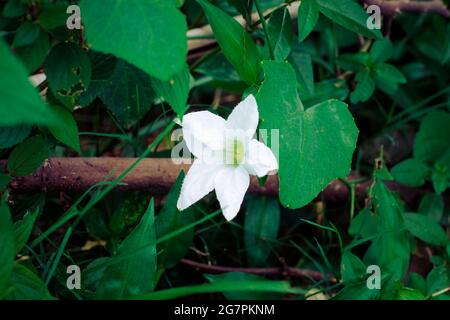 Selective focus of an ivy gourd flower with bright green leaves on a garden Stock Photo