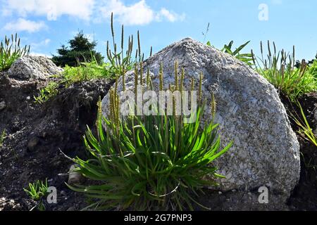 Sea Plantain growing on seaside rocks.Plantago maritima growing under the stone. Stock Photo