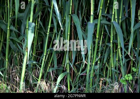 Rushes in the shade with leaves Stock Photo
