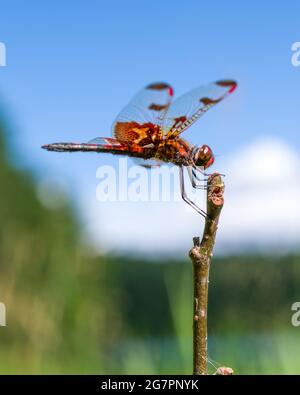 A calico pennant dragonfly (Celithemis elisa) sunning on a twig next to a lake. Stock Photo