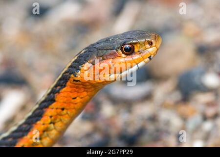 Orange or red eastern garter snake. Stock Photo