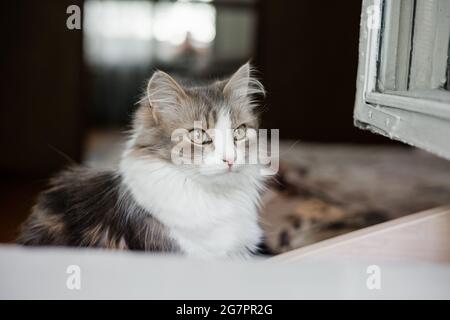 Cute gray and white cat looking out window. Stock Photo