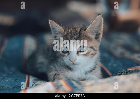 Cute kitty sleeping on blanket. Close up . soft focus Stock Photo