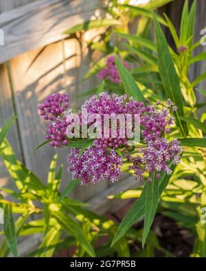 Milkweed, Asclepias, 'Cinderella'  in bloom. Often called Swamp  milkweed. Kansas, USA Stock Photo