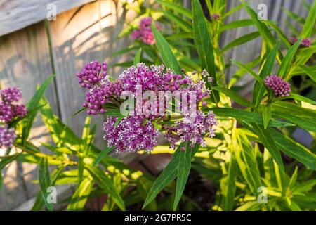 Milkweed, Asclepias, 'Cinderella'  in bloom. Often called Swamp  milkweed. Kansas, USA Stock Photo