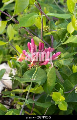 Goldflame Honeysuckle; Lonicera x heckrottii; a sweetly scented honeysuckle vine with blooms of pink and golden petals. USA. Stock Photo