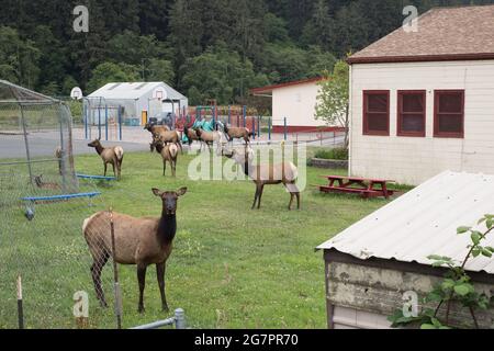 A herd of roosevelt elk (Cervus canadensis roosevelti) grazing around buildings in the town of Orick in Northern California. Stock Photo