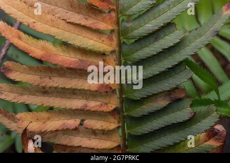 An exceptionally rare mutation in this plant, this fern is a sectorial chimera, only 1 side of the plant has chlorophyll. Stock Photo