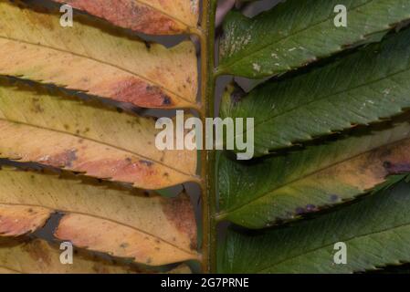 An exceptionally rare mutation in this plant, this fern is a sectorial chimera, only 1 side of the plant has chlorophyll. Stock Photo