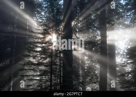 A misty morning in the redwood forest as the sun shines through the fog and the redwood trees in the wilderness of Del Norte County, California. Stock Photo