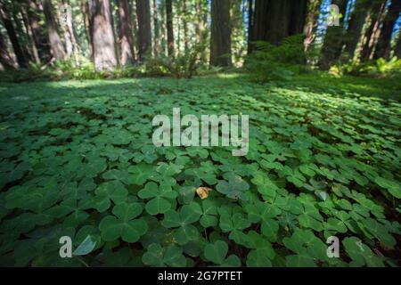 Oxalis plants blanket the forest floor and make up much of the undergrowth in the redwood forest in parts of Northern California. Stock Photo