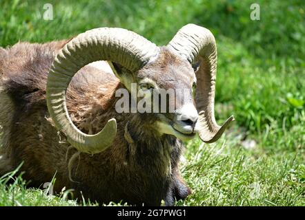 Molló Parc Animals located in the Ripolles region, Gerona province, Catalonia, Spain Stock Photo