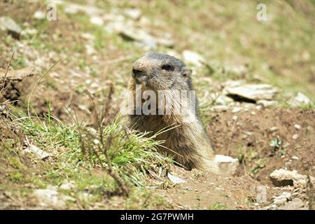 Molló Parc Animals located in the Ripolles region, Gerona province, Catalonia, Spain Stock Photo