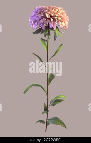 Aster flower with colored light from the side isolated on gray background Stock Photo
