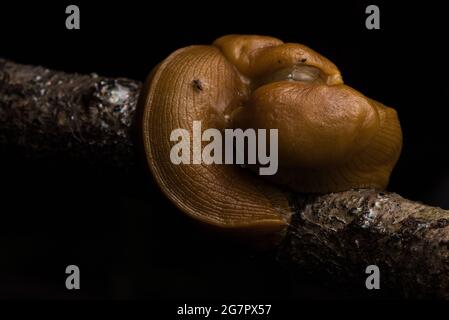 Pacific Banana Slug (Ariolimax columbianus) mating in a California forest. Stock Photo