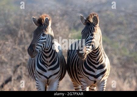 Zebra pair during golden hour in South Africa RSA Stock Photo