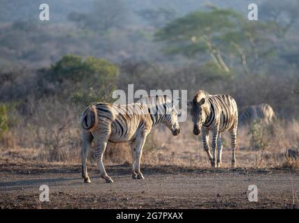 Zebra stallions facing off  during golden hour in South Africa RSA Stock Photo