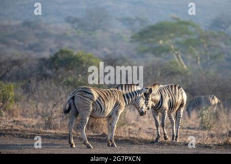 Zebra stallions eye to eye during golden hour in South Africa RSA Stock Photo