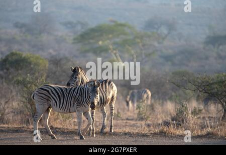Zebra couple [equus quagga] during golden hour in South Africa RSA Stock Photo