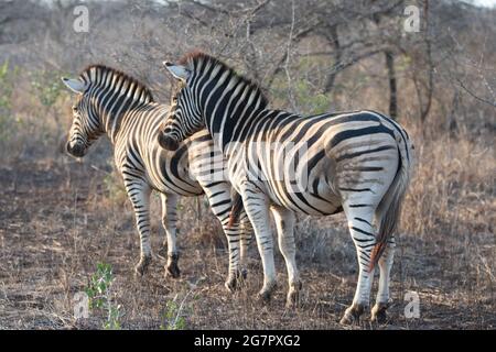 Zebra couple [equus quagga] during golden hour in South Africa RSA Stock Photo