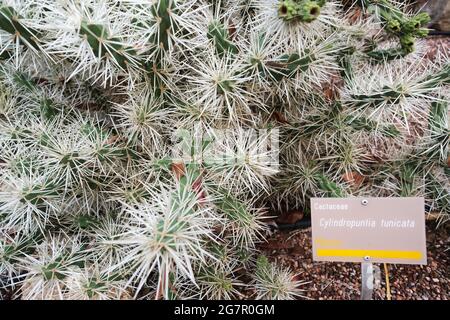 A rather prickly Cylindropuntia Tunicata in the Adelaide Botanic Gardens in Adelaide Australia