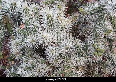 A rather prickly Cylindropuntia Tunicata in the Adelaide Botanic Gardens in Adelaide Australia