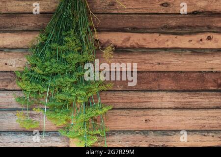 Green branches of dill with peduncles are hung to dry on a wooden wall Stock Photo