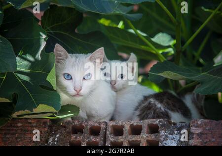 Blue eyes cats resting over brick wall under fig tree shadow. Mother and babies Stock Photo