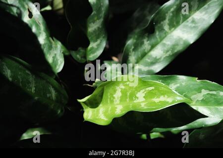 Closeup shallow depth of field of natural aglaonema commutatum leaves exposed with sunlight created dark background. can be used for wallpaper. Stock Photo