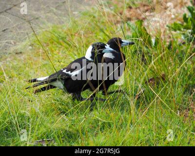 Birds, two Australian Magpies walking together in the green grass, looking synchronised with each other Stock Photo