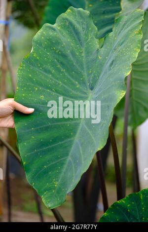 Indonesia Yogyakarta - Daun talas - Taro leaves - Colocasia esculenta Stock Photo