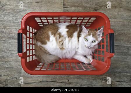 Cute tabby cat lying in a red laundry basket, seen directly from above. Stock Photo