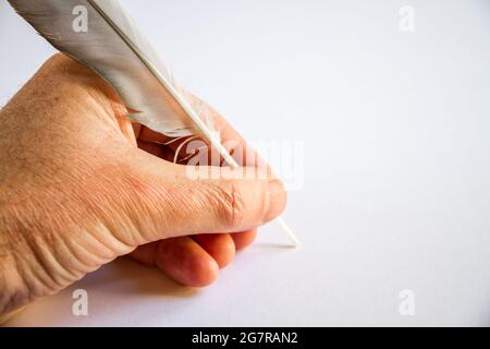 hand writing with a bird feather isolated on white background Stock Photo