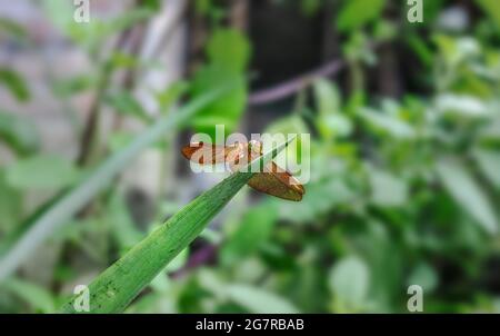 Beautiful brown color dragonfly sitting on a pineapple leaf in the garden close up Stock Photo