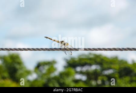 Black and yellow striped dragonfly sitting on a clothesline rope under the blue sky Stock Photo