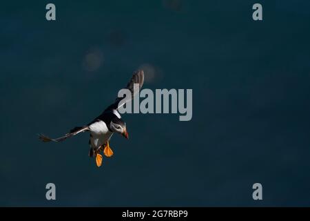 Atlantic puffin (Fratercula arctica) coming in to land on Skomer Island in Pembrokeshire in Wales, United Kingdom Stock Photo