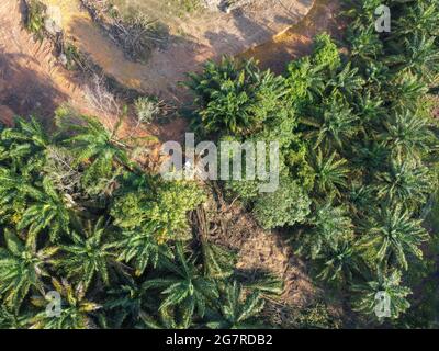 Aerial shot of a tractor clearing land in a rainforest for oil palm plantation Stock Photo
