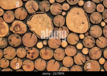 Brown logs texture, wooden backgrounds, wood light natural timber floor, rustic vintage surface, grain wallpaper, circles pattern, abstract board desi Stock Photo
