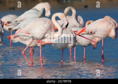 Greater Flamingos Phoenicopterus roseus, Vendicari, Sicily Stock Photo