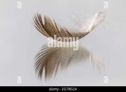 A single brown bird feather with a reflection.  Isolated on a white background Stock Photo