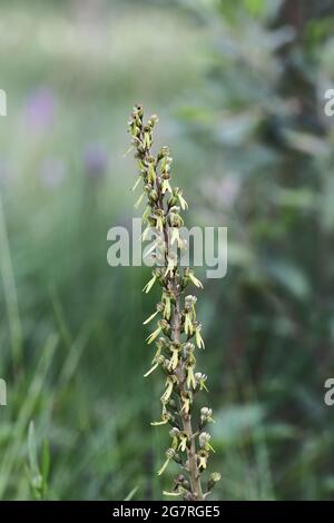 Common Twayblade (Neottia ovata), Flower, North Pennines, County Durham, UK Stock Photo