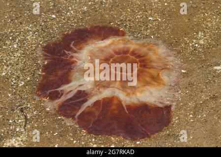 The Lion's Mane Jellyfish is one of the largest and armed with long powerful stinging tentacles over 30m long used to hunting fish and other jellyfish Stock Photo