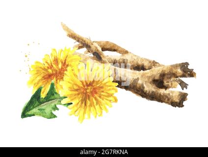 Wild medical plant dandelion root, Watercolor hand drawn illustration isolated on white background Stock Photo