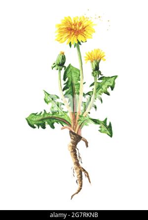 Wild medical plant dandelion flower. Watercolor hand drawn illustration ...