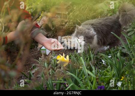 Girl blogger spreading grass seed for a cat and shoots video on the phone. Gardener blogger girl hold her cat. Stock Photo