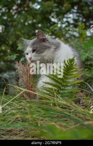 Funny curious cat chewing eating green grass close up on a clear day. Concept of obtaining vitamins by pets Stock Photo