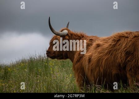 Majestic Highland cattle on the grasslands of the Isle of Skye Stock Photo