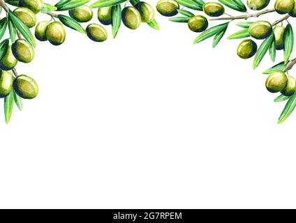 Olive oil card. Watercolor template Stock Photo - Alamy
