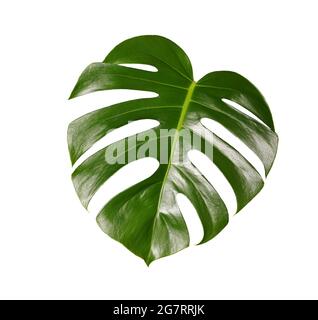 nature monstera leaf isolated on white background. Stock Photo